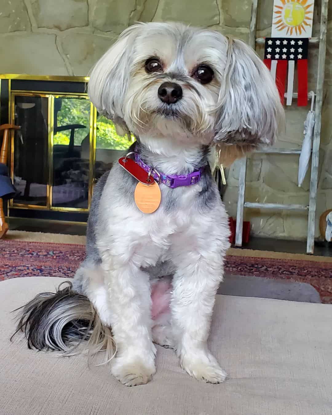 the adorable Havashire is sitting on the couch