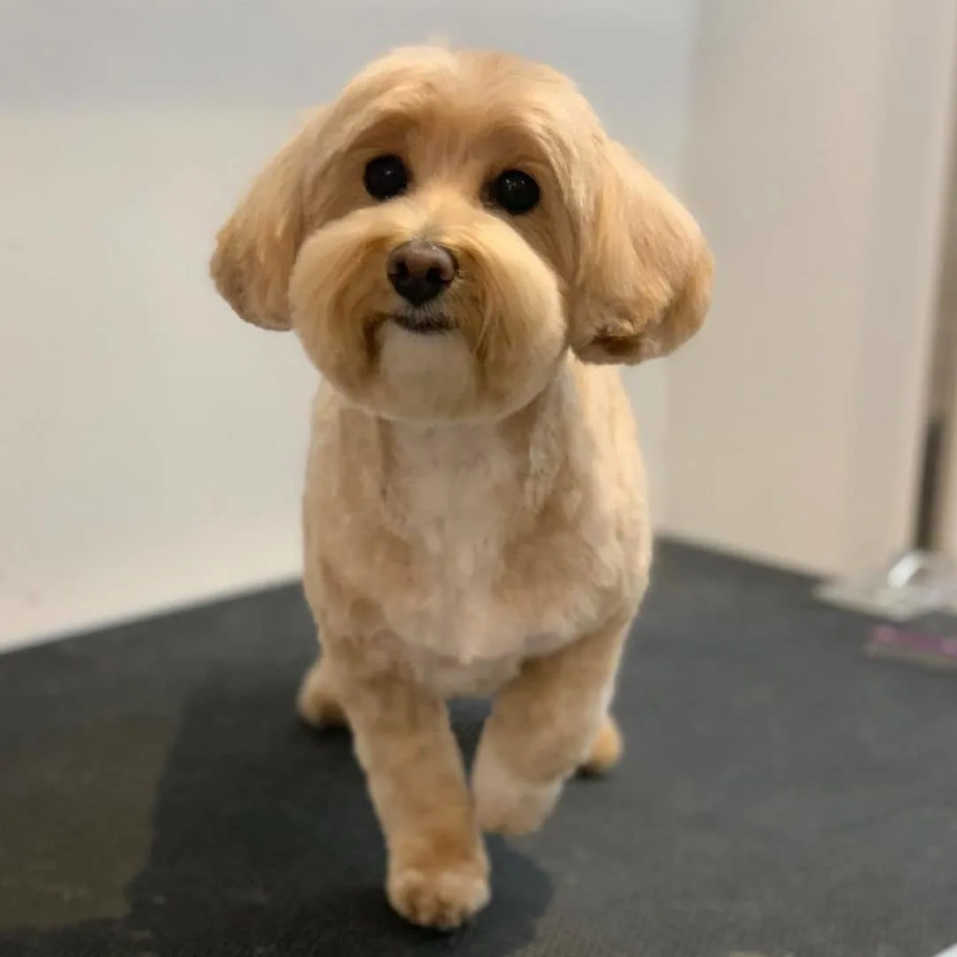 the adorable maltipoo stands
