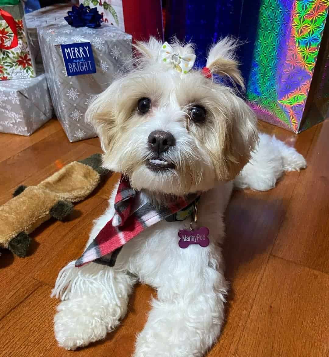 the adorable white maltipoo lies on the laminate