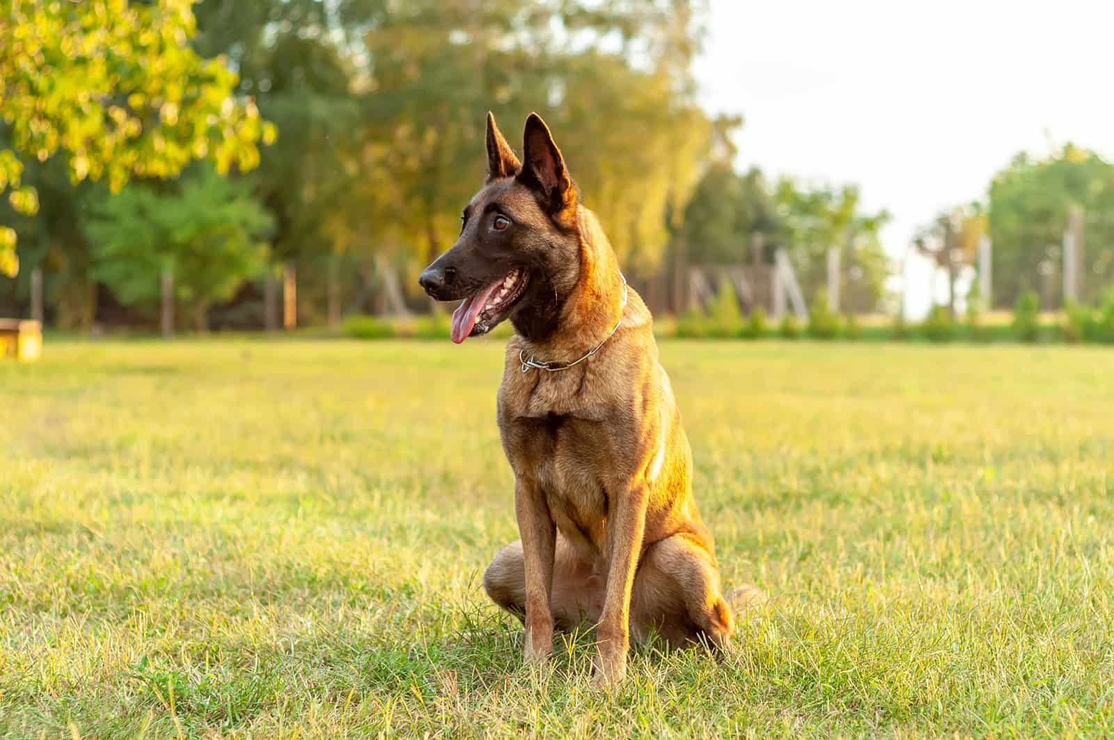 the belgian malinois sitting on the grass