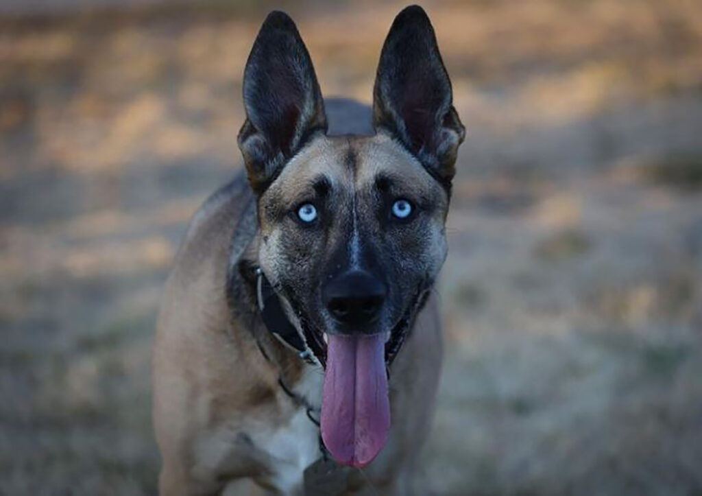 Belgian Malinois Husky Mix A Glimpse Of The Amazing Belusky