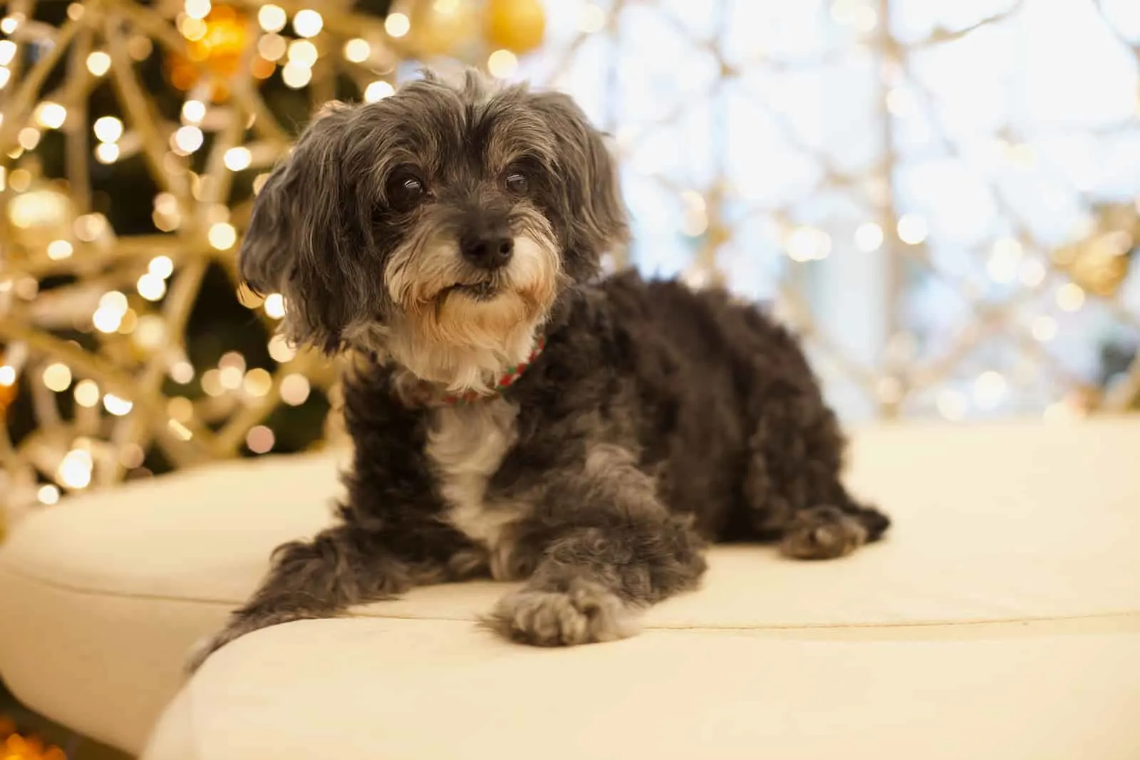 the brown and black maltipoo lying on the couch