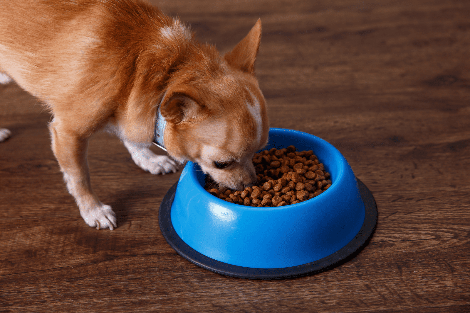 the dog eats food from the bowl
