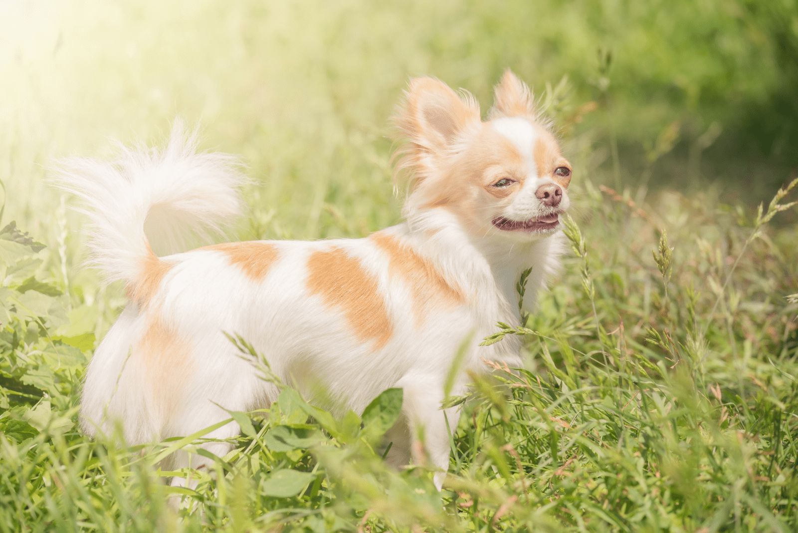 the long-haired chihuahua dog is white with red spots