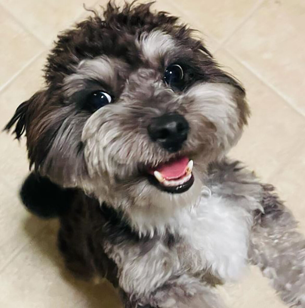 Maltipoo Colors Everything You Need To Know