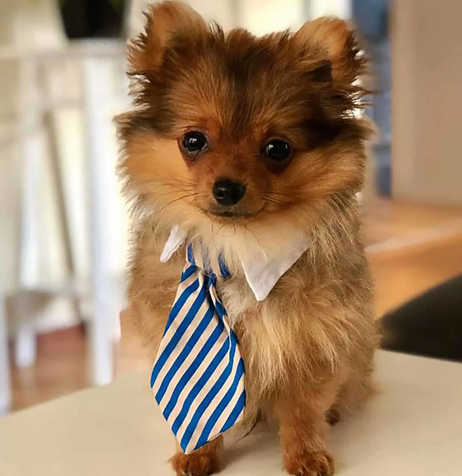 the pomchi