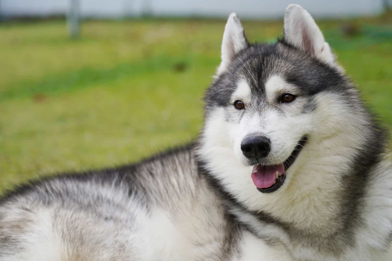 Siberian husky laying on green grass