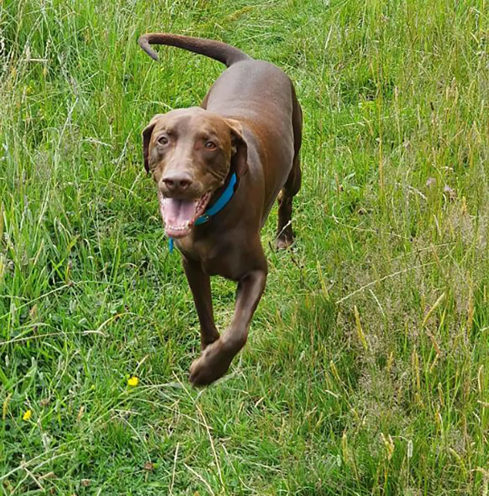 the vizmaraner dog running on the grass field