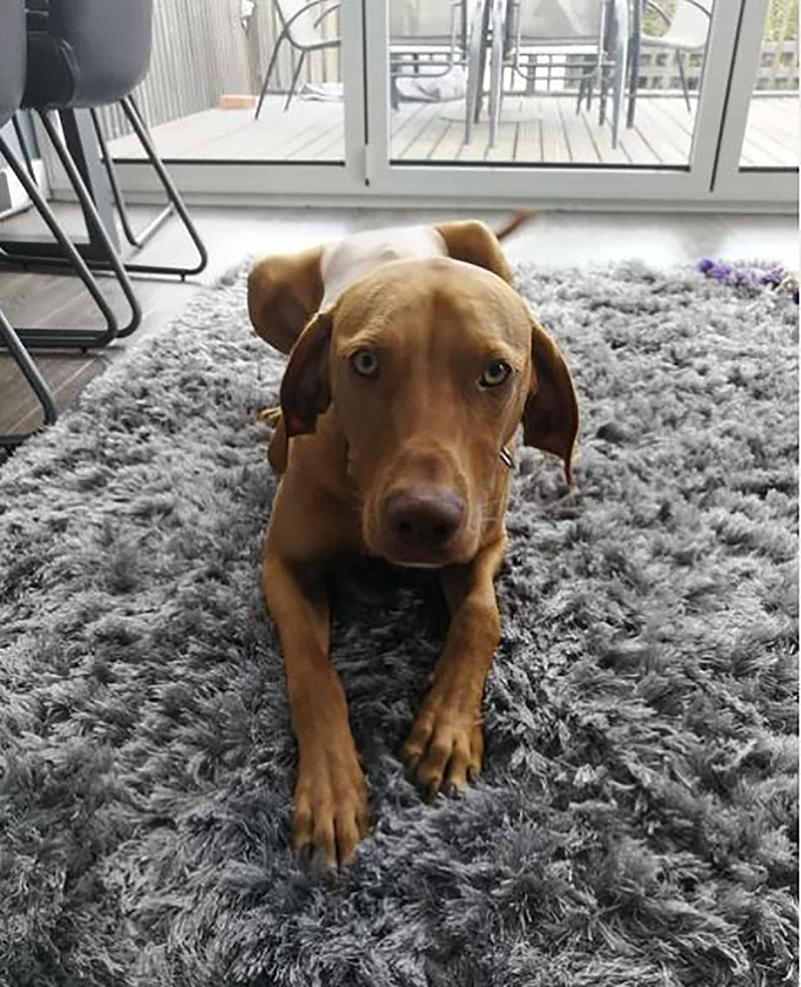 the vizmaraner dog lying on the carpet