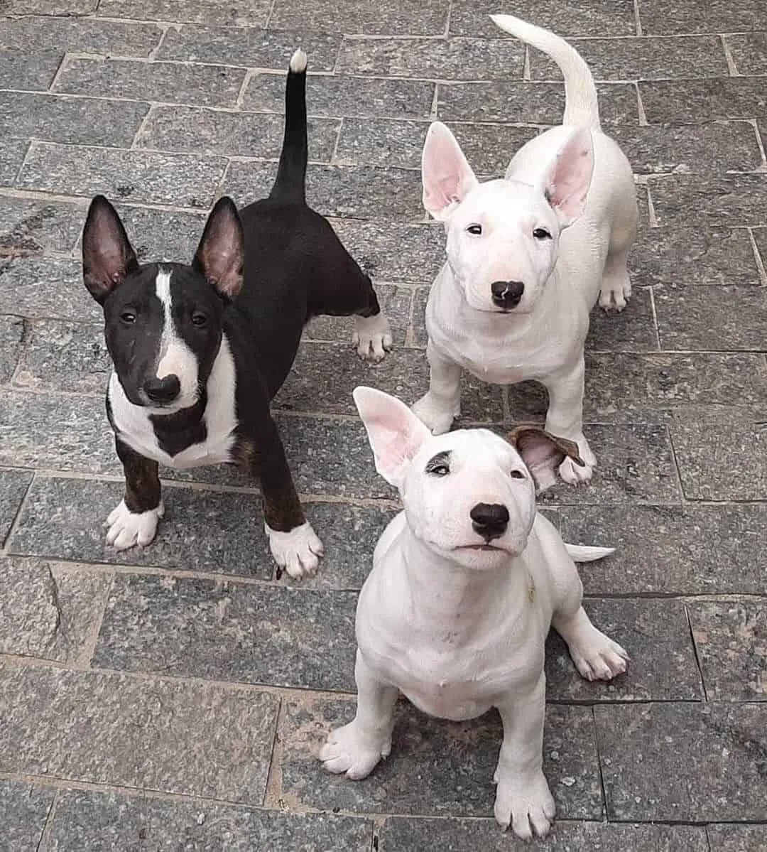 three Bull Terrier dogs