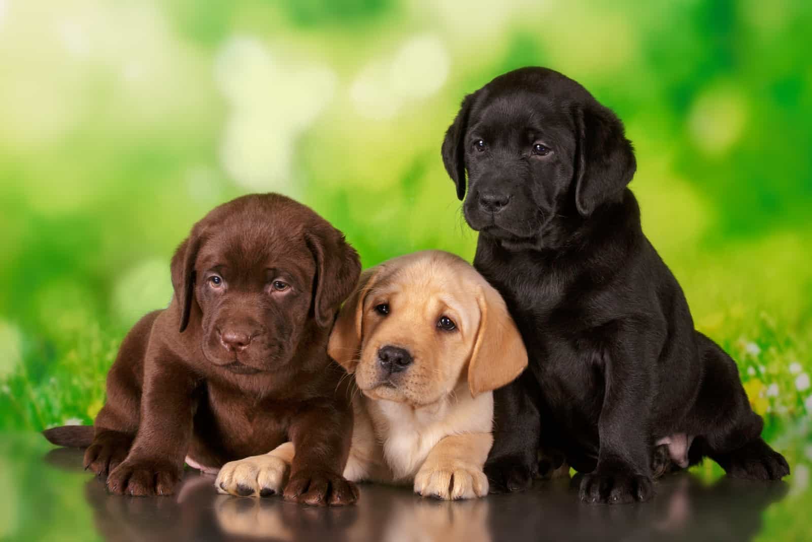 three Labrador Retriever puppies are sitting