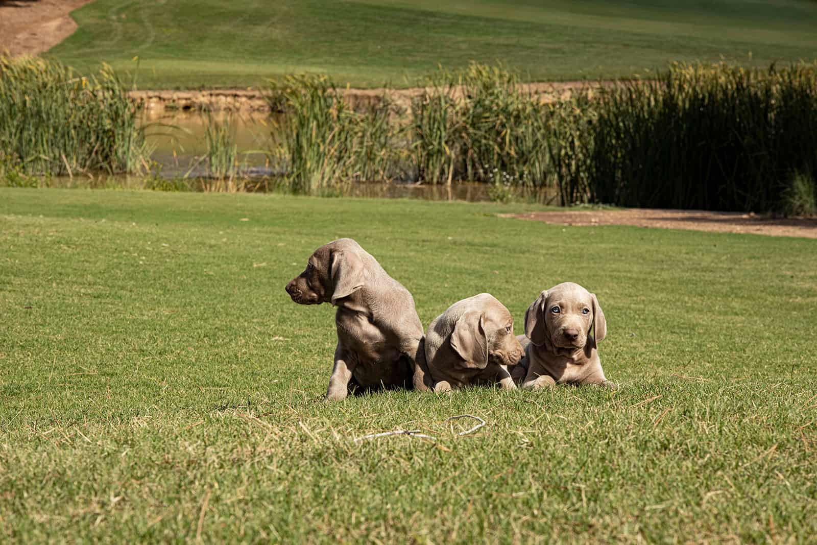 Three Weimaraner puppy dogs lying in the grass