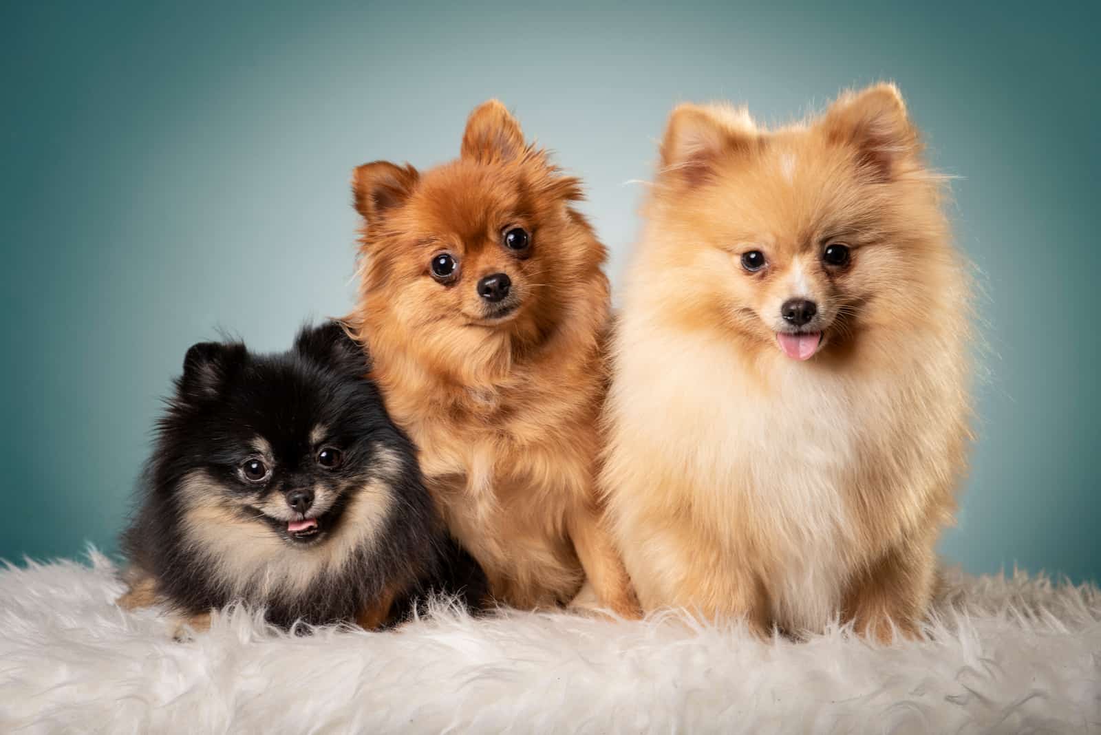 three adorable Pomeranians