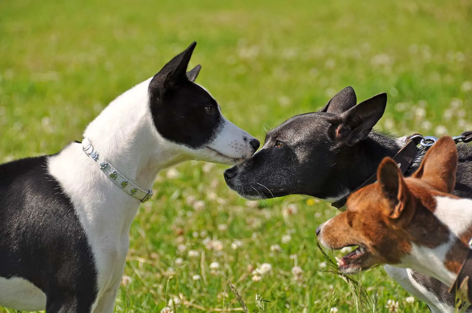 three basenji dogs sniffing each other in the nose