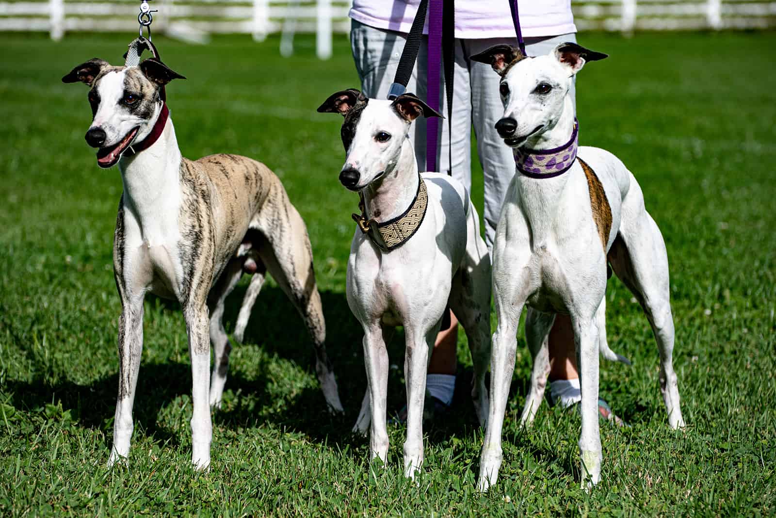 Three whippet dogs standing on green grass with their owner