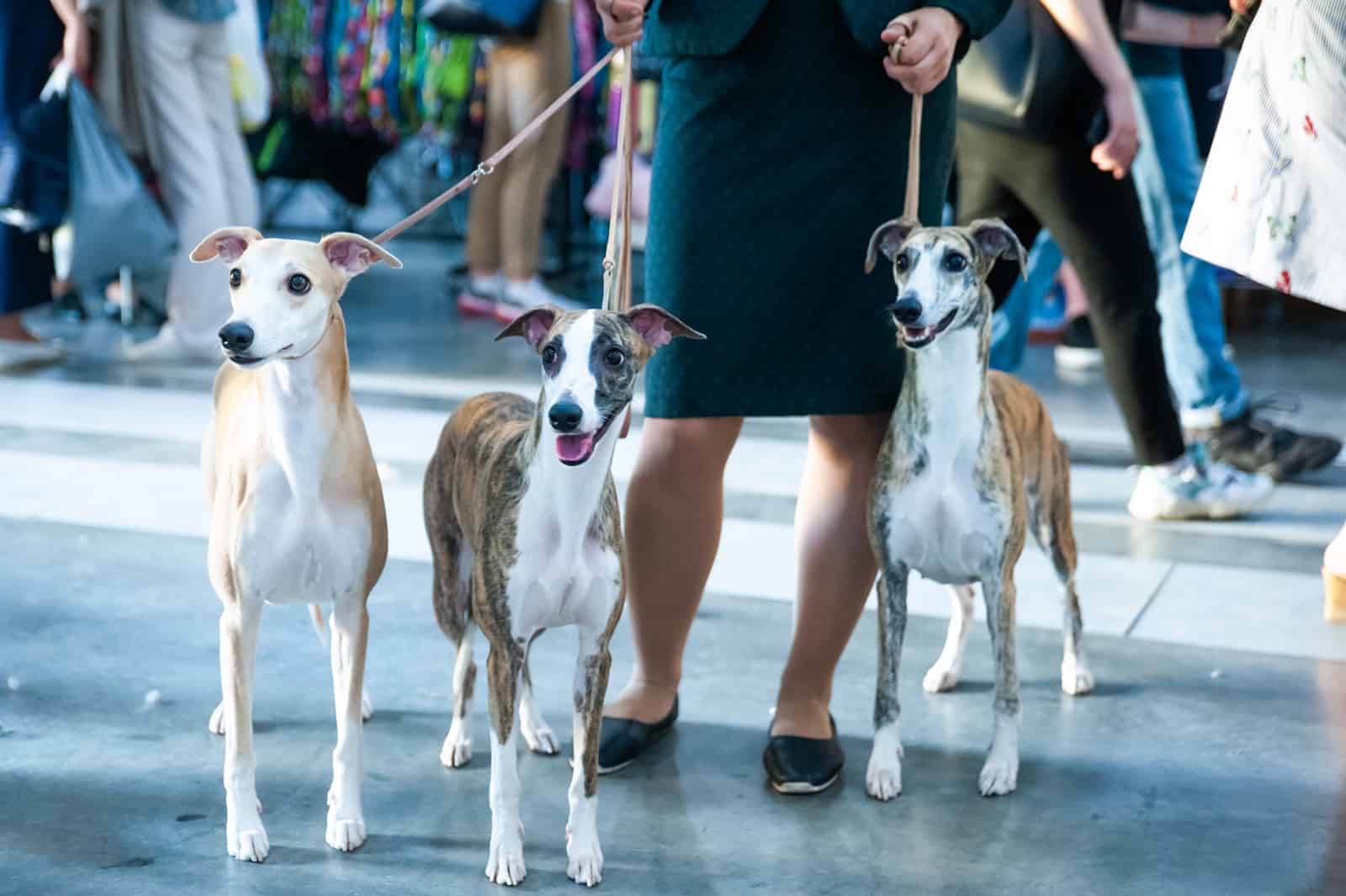 three whippet dogs with owner