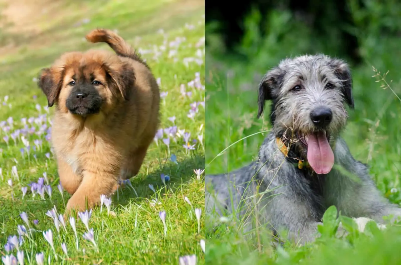 tibetan wolfhound