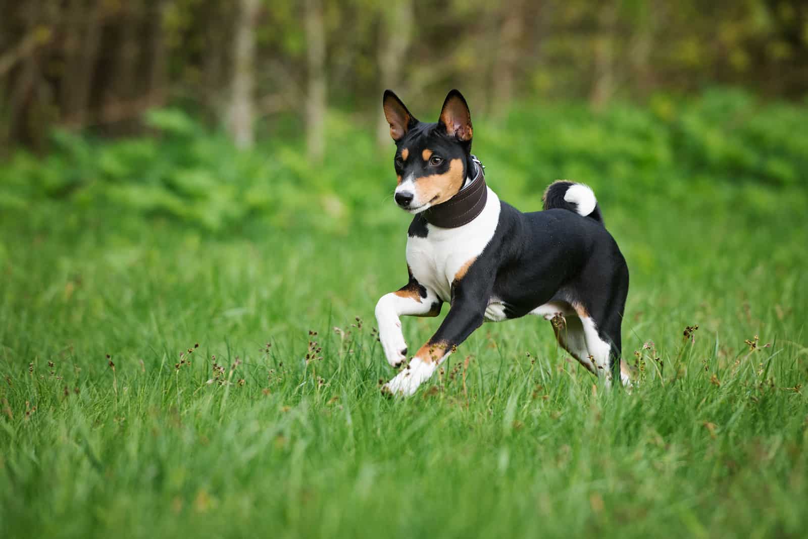 tri-color basenji dog running