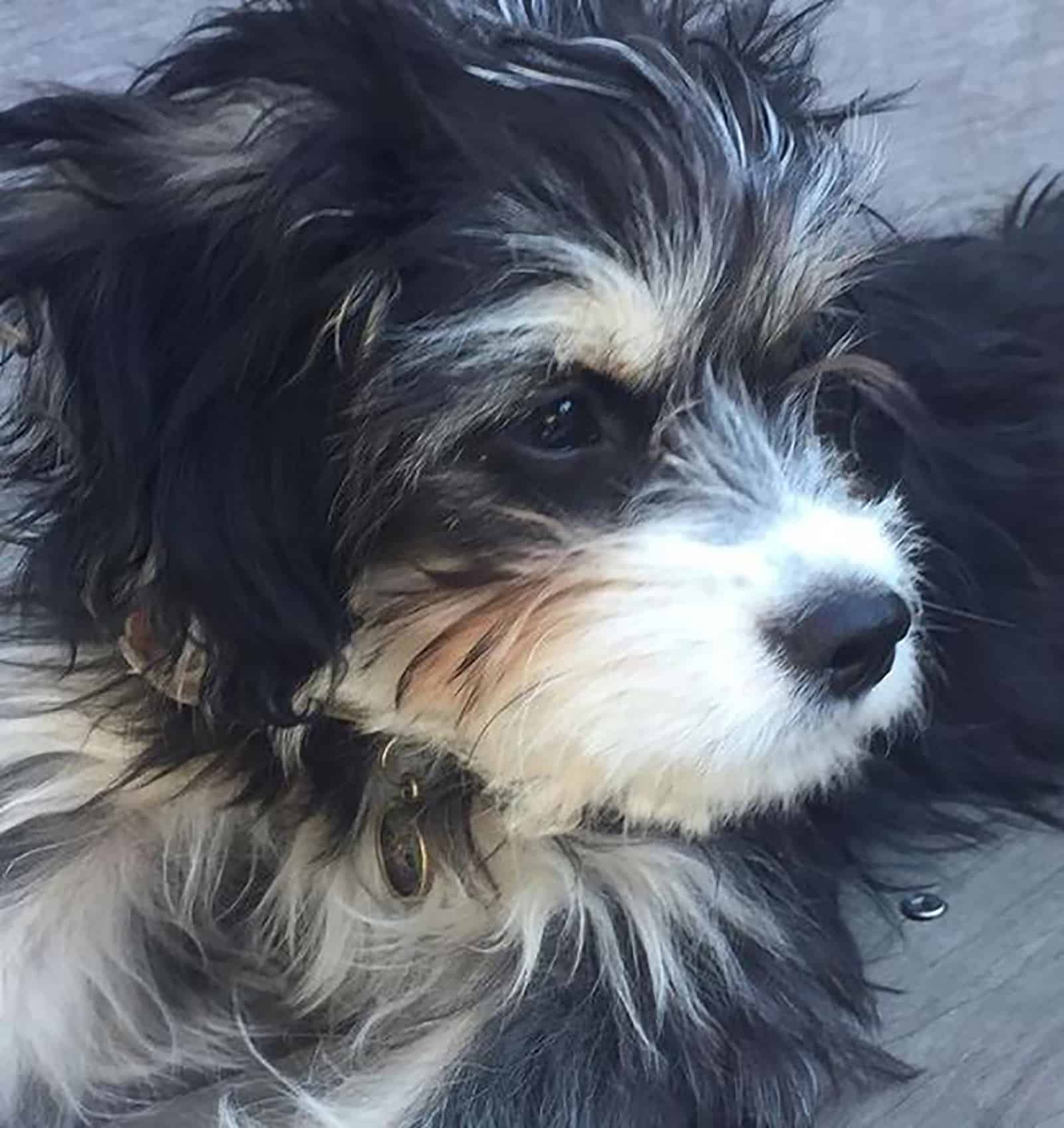 tri-color maltipoo dog