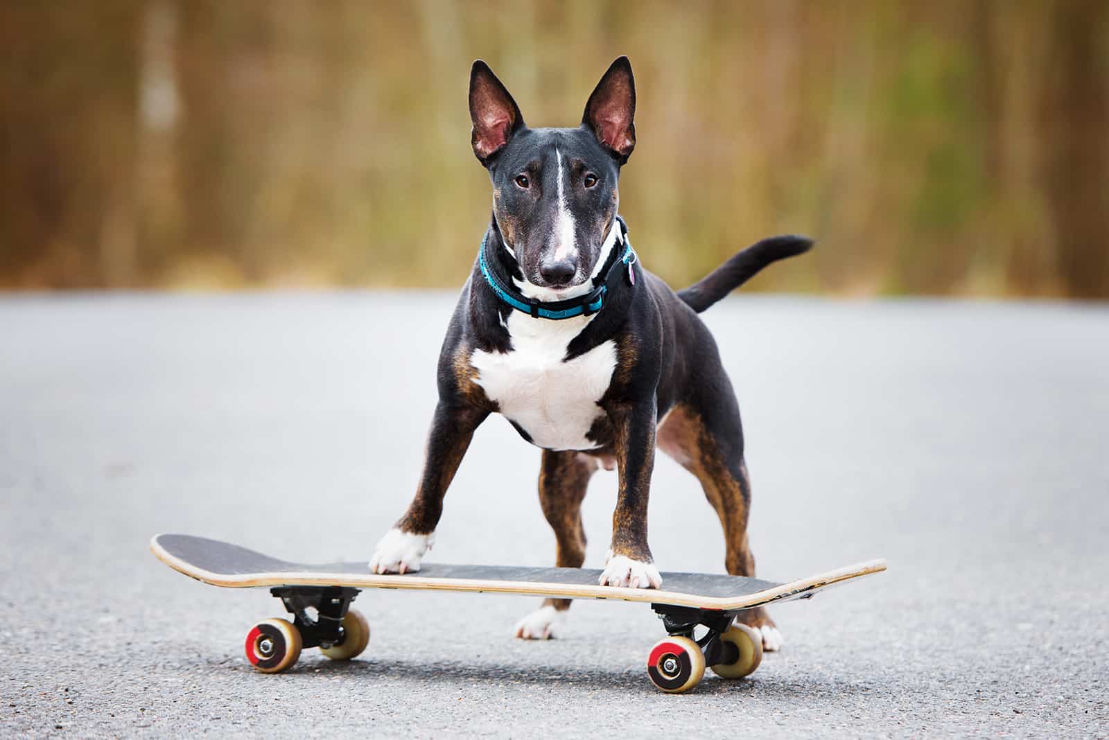 tricolor bull terrier dog on a skateboard
