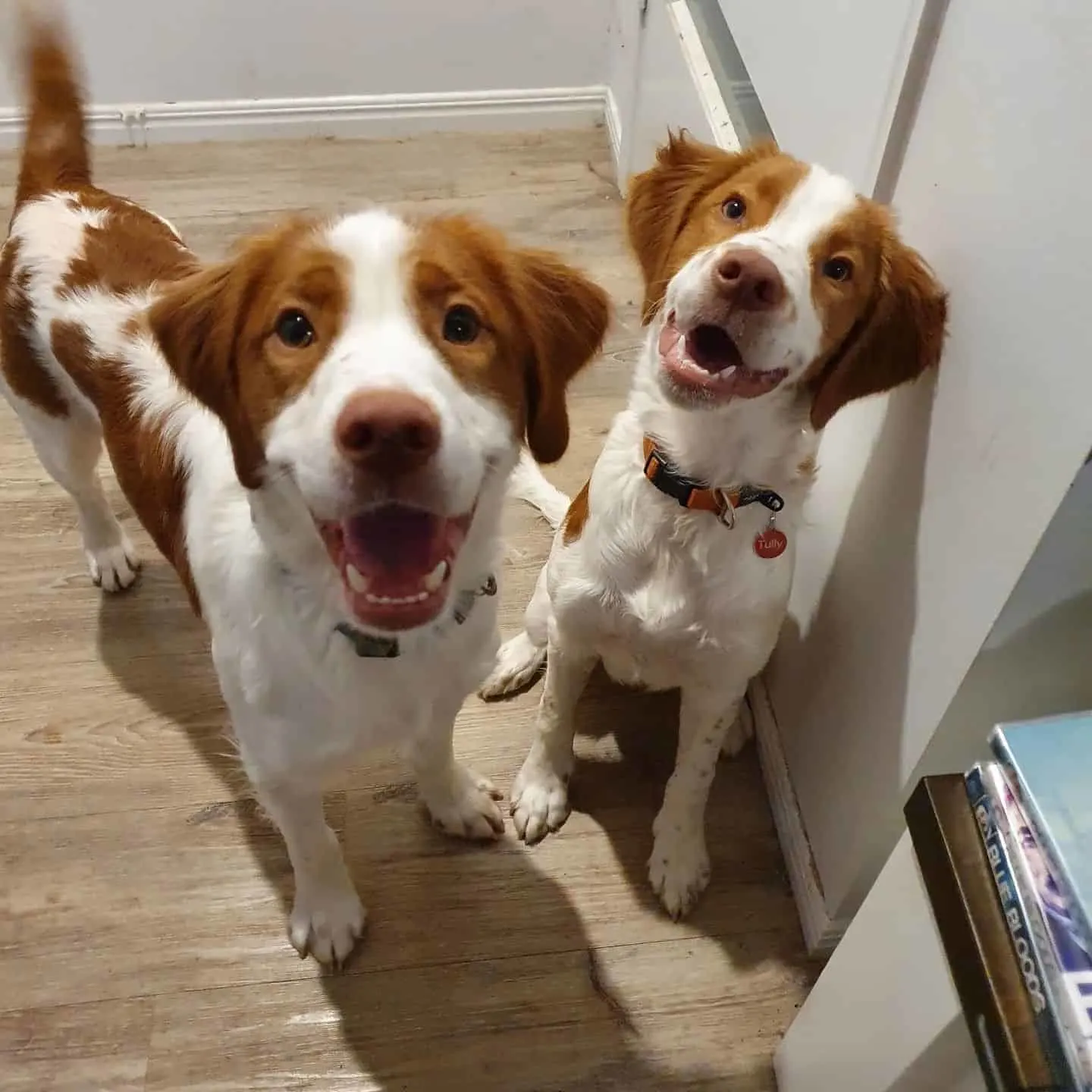 two Aussie Brittany dogs