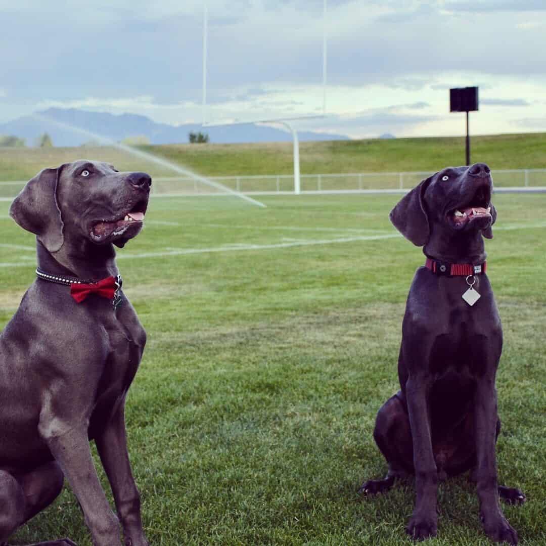 two Great Weimar dogs are sitting on the grass