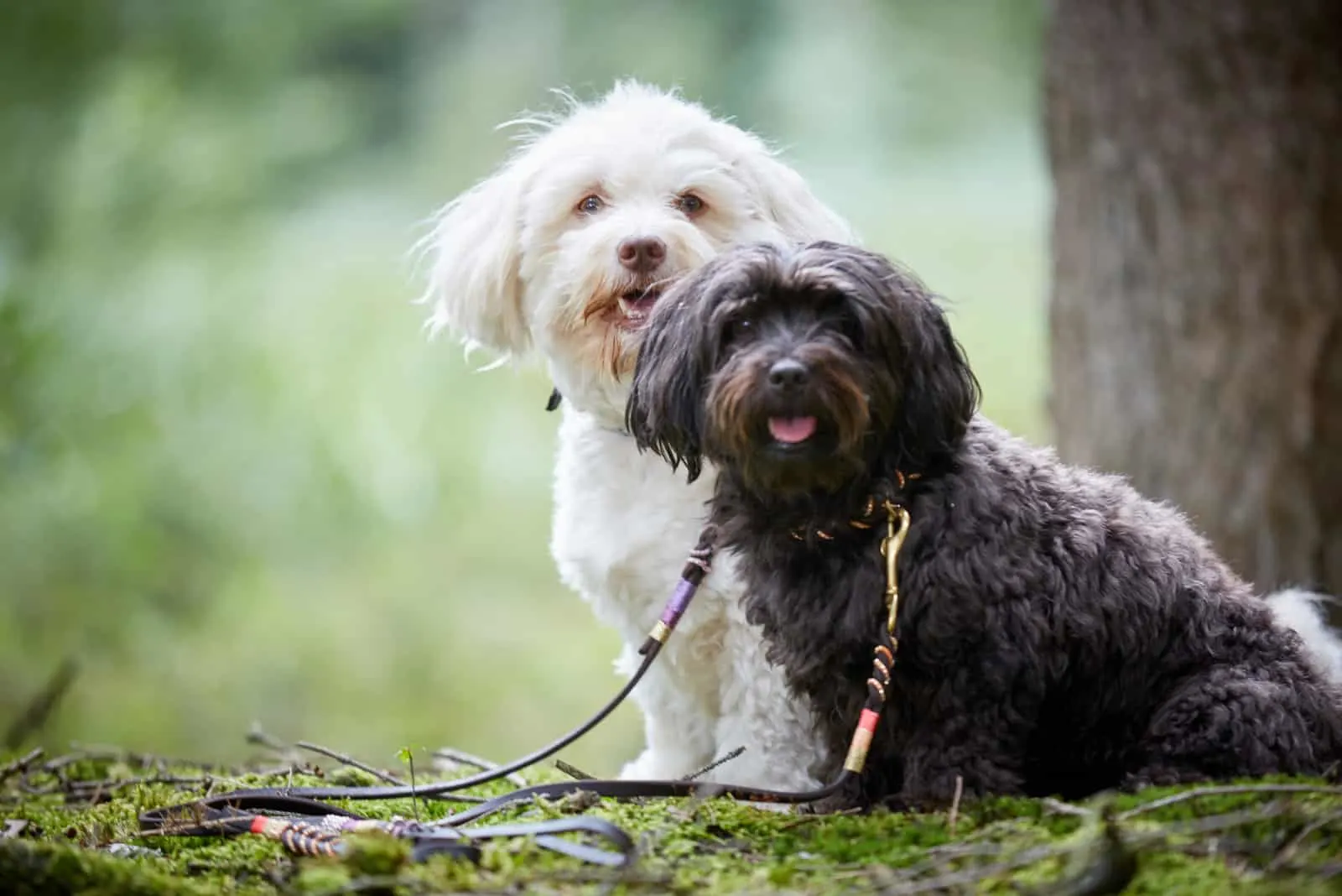 two Havanese dogs