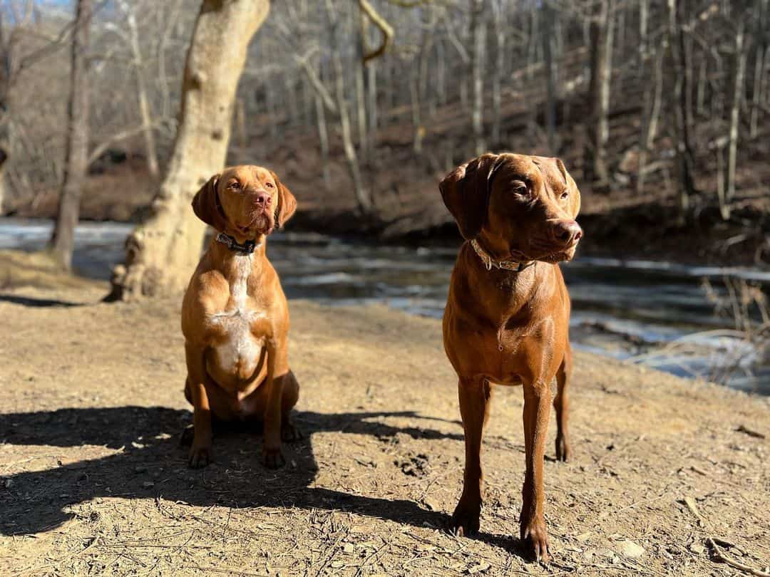 two Ridgemaraner dogs stand on the river bank