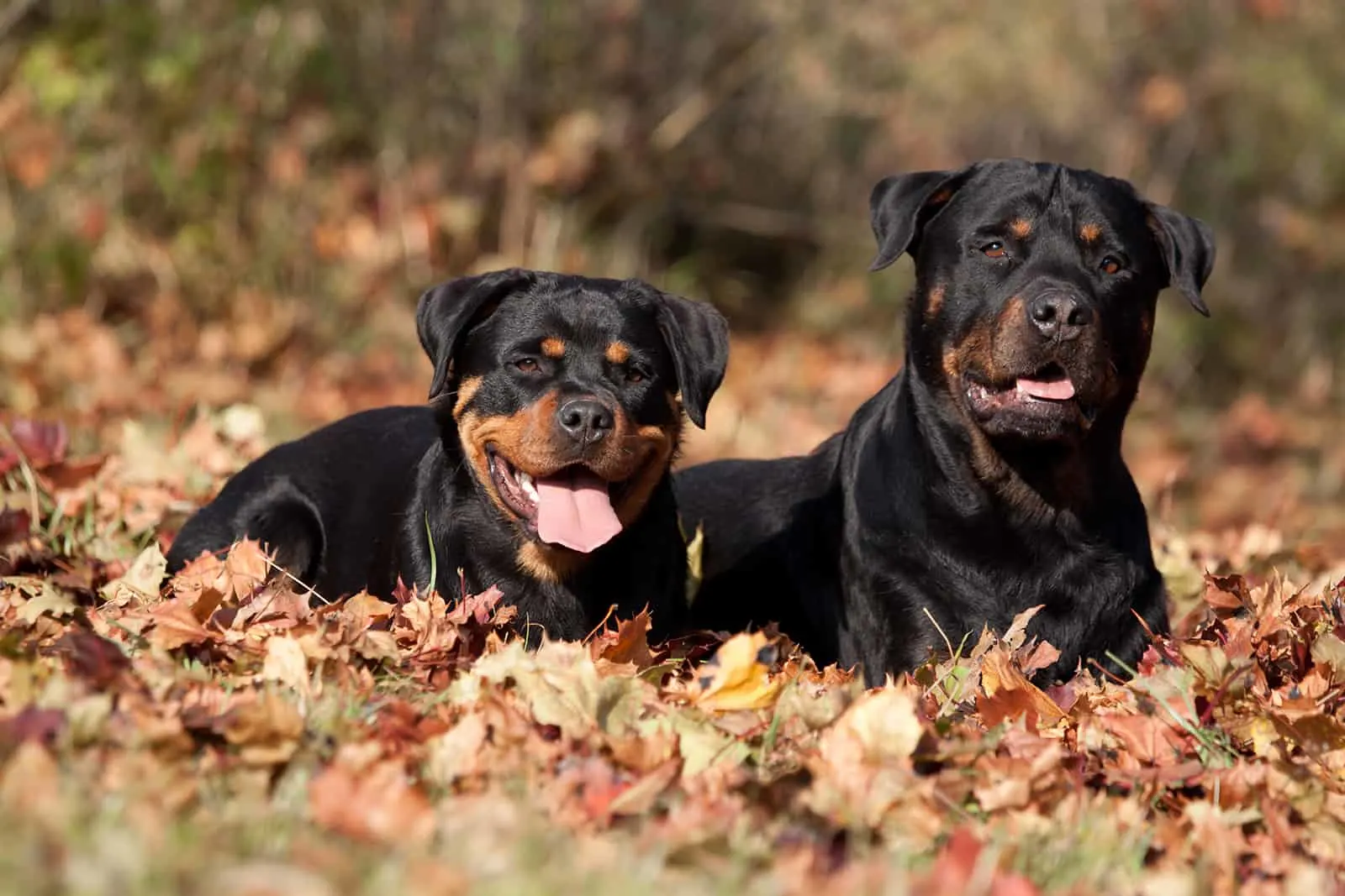 two Rottweiler sitting in the park