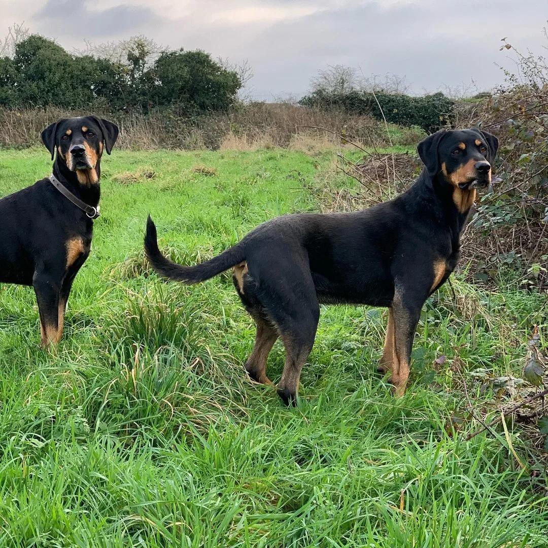 two Weimarrot dogs standing in nature
