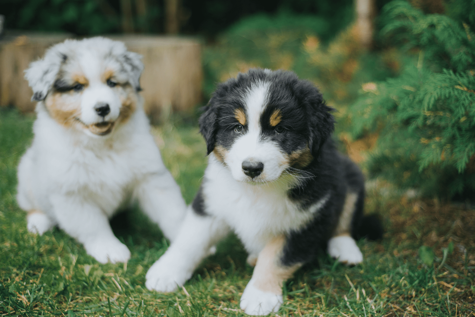 two adorable Australian Shepherd puppies sitting on the grass