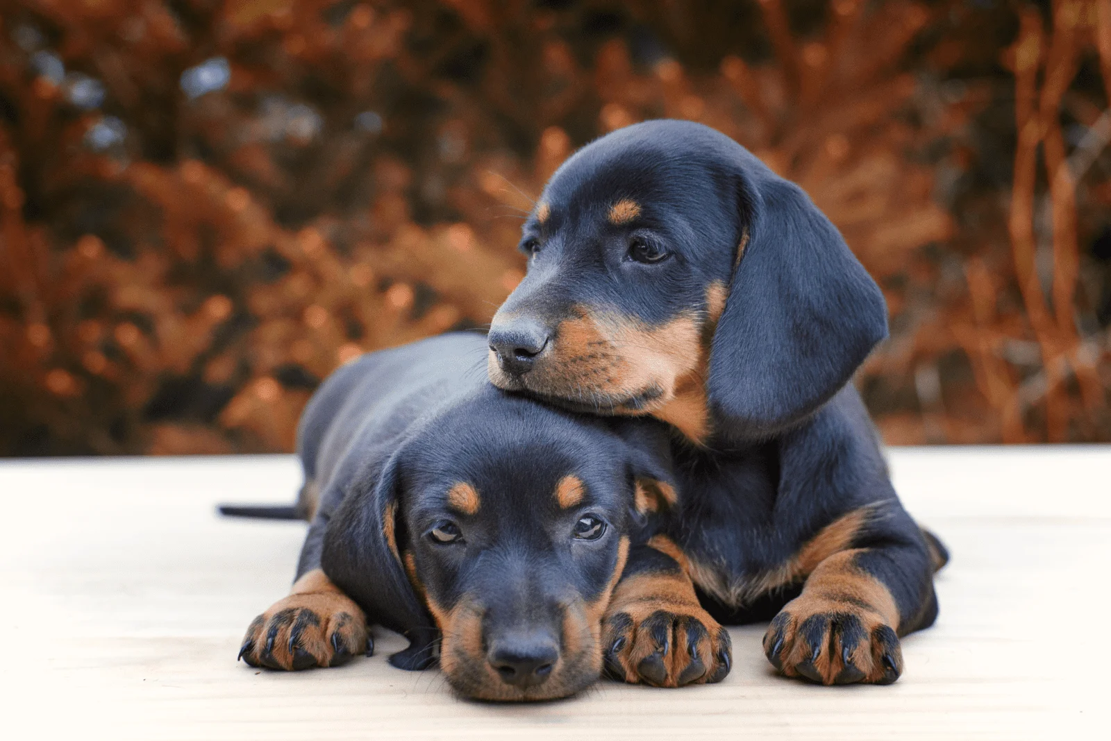 two adorable Dachshunds puppies lying on a tree