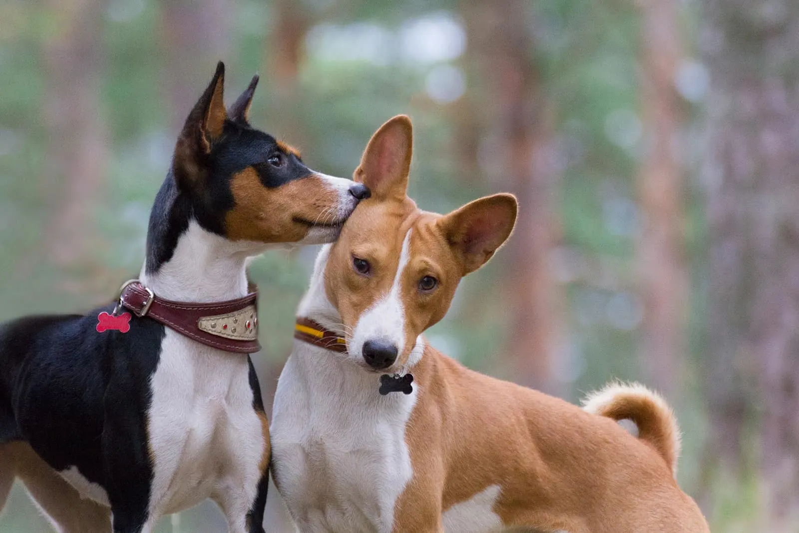 two basenji dogs in different color