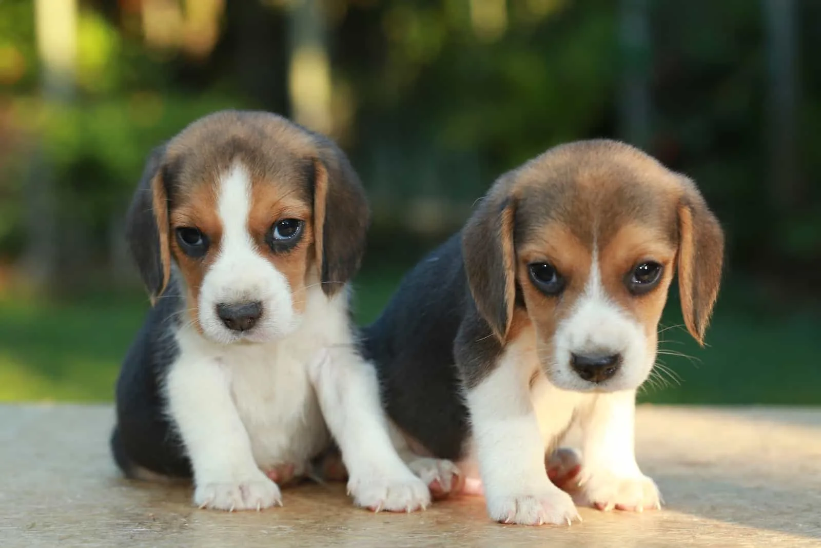 two beagle puppies posing outdoor