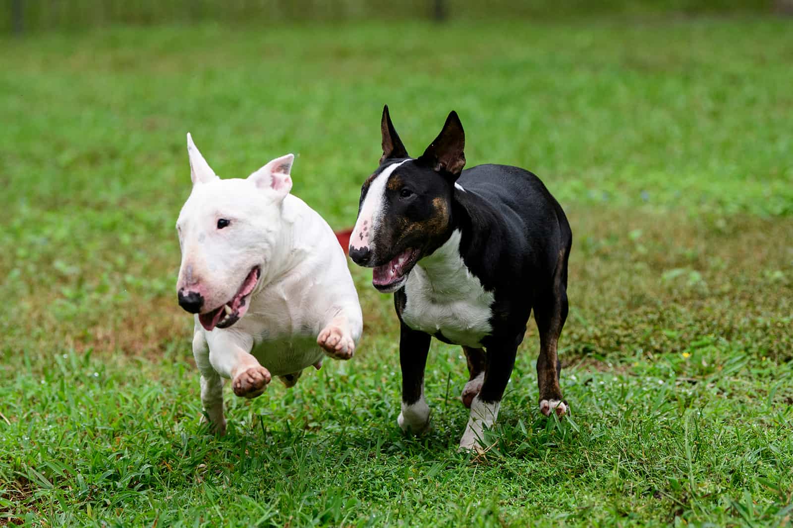 two bull terriers running on the grass