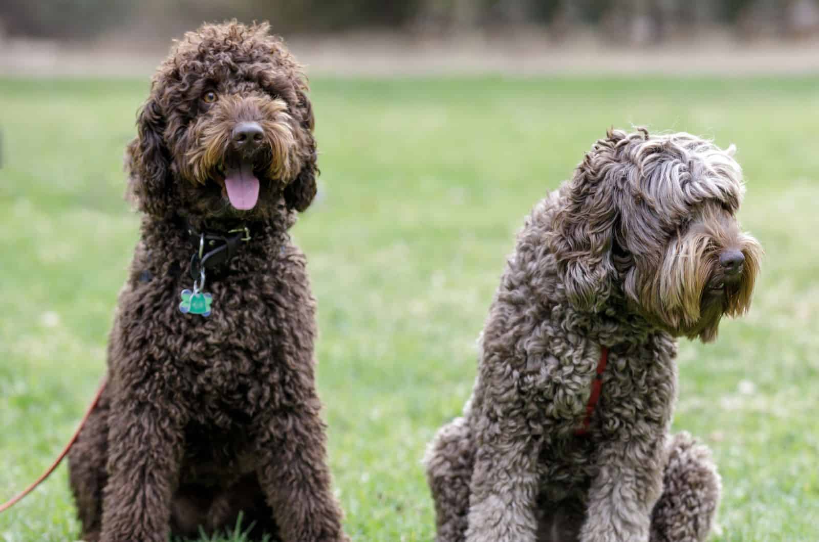 two cafe labradoodles on the grass