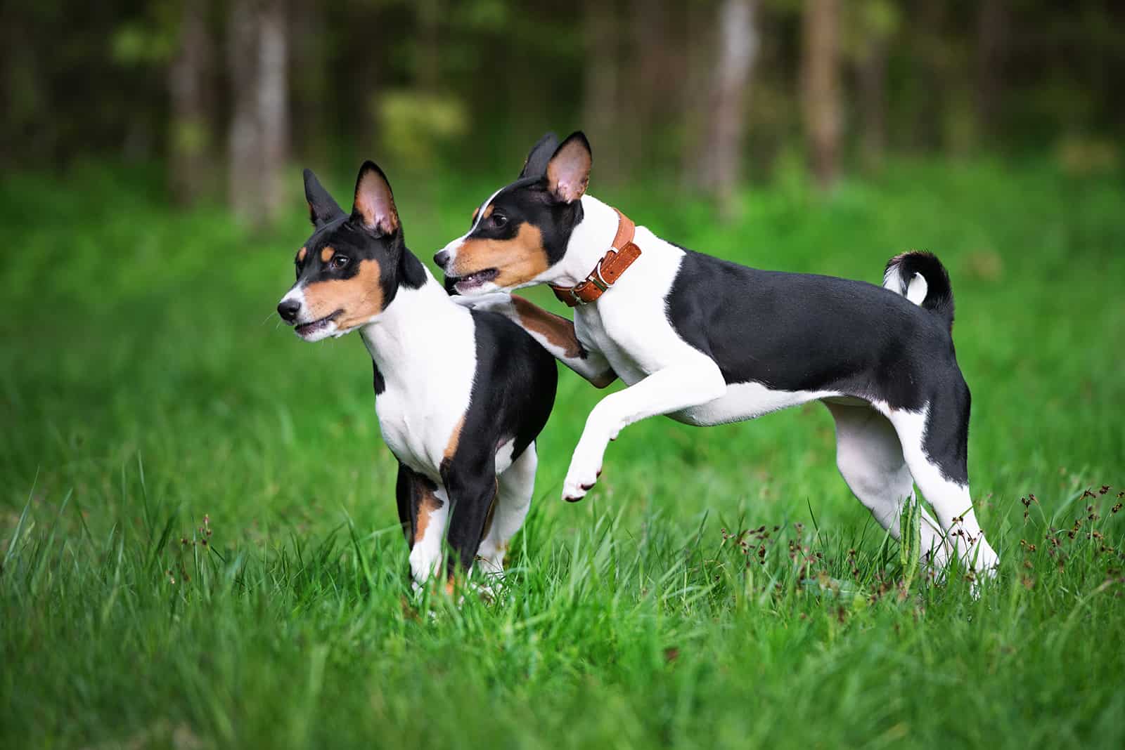 two tri-color basenji dogs playing