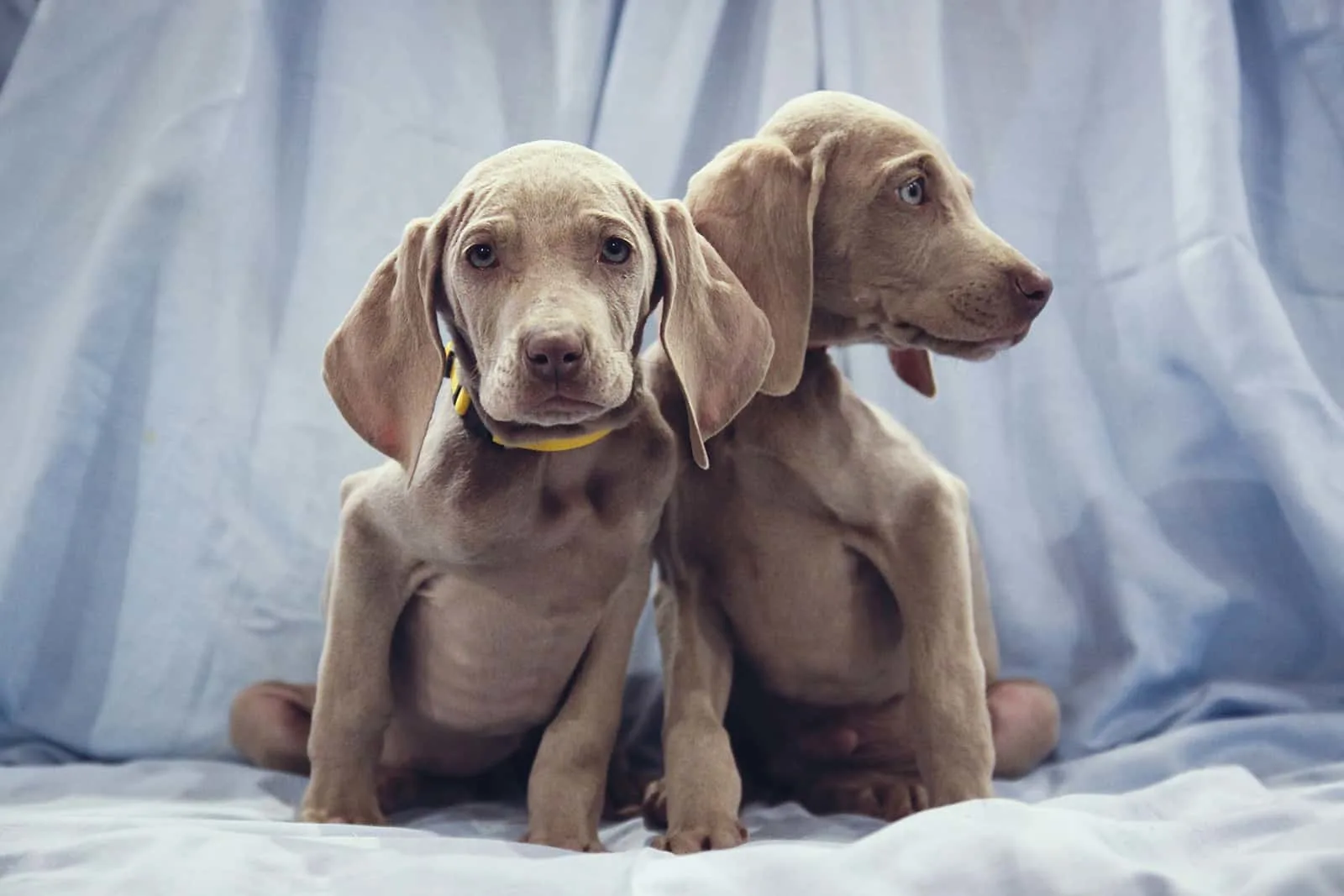 two weimaraner puppies sitting 