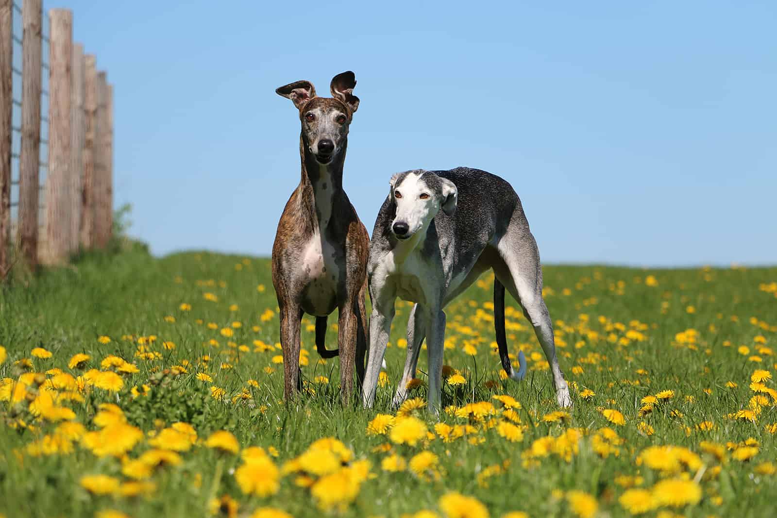 two whippet dogs in different color standing in a field of dandelions