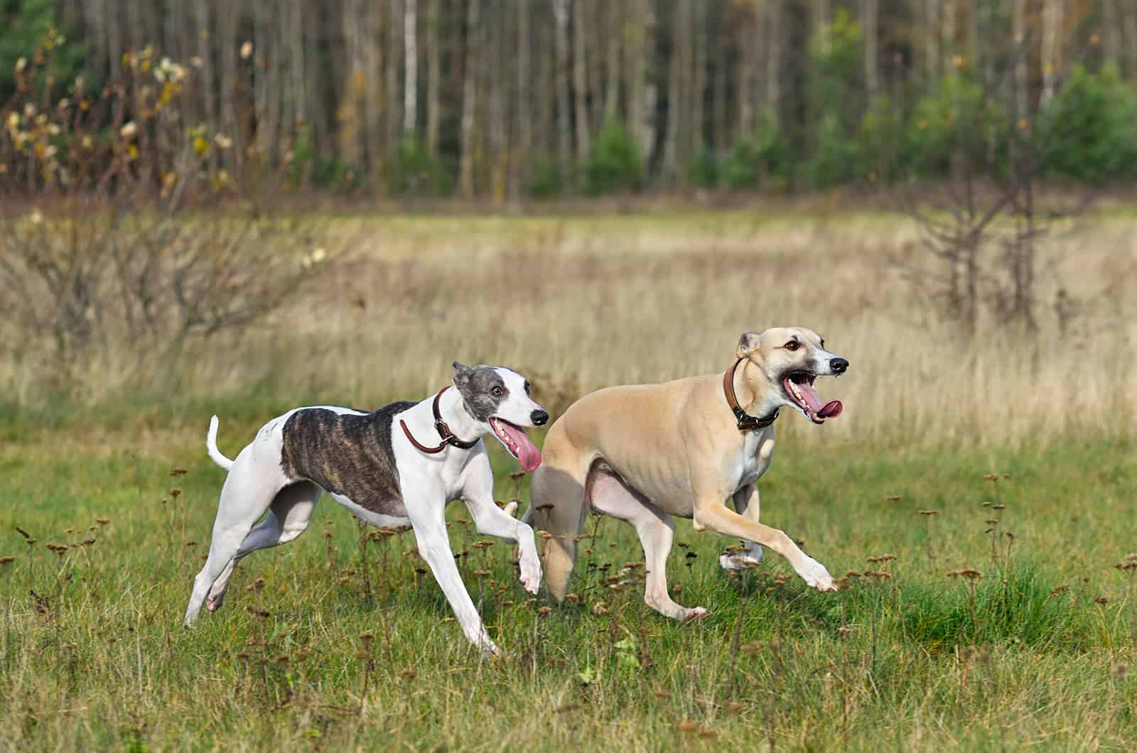 two whippet dogs running
