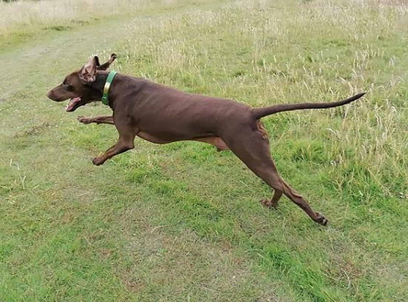 Vizmaraner dog running