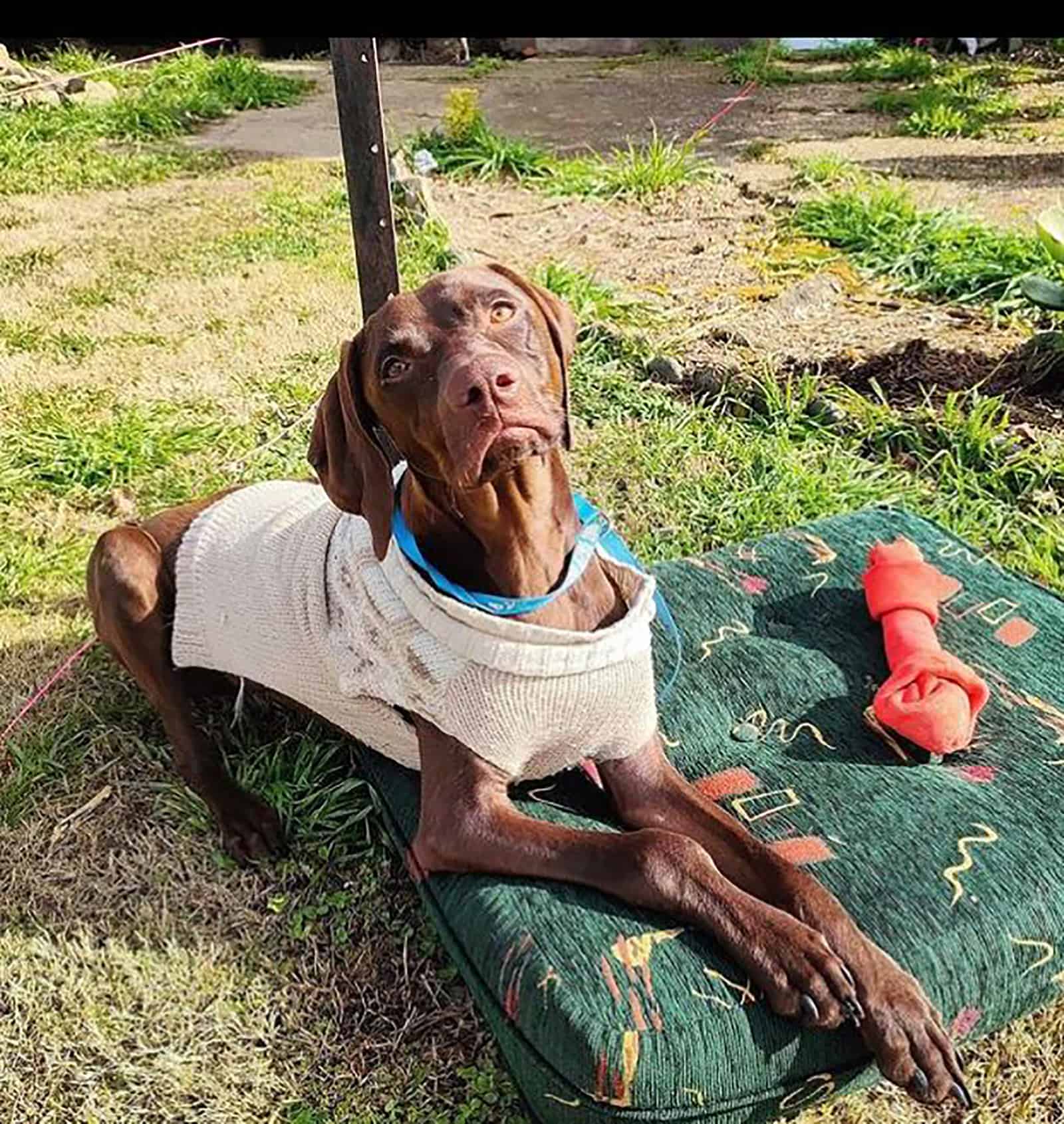 vizmaraner lying on the mattress