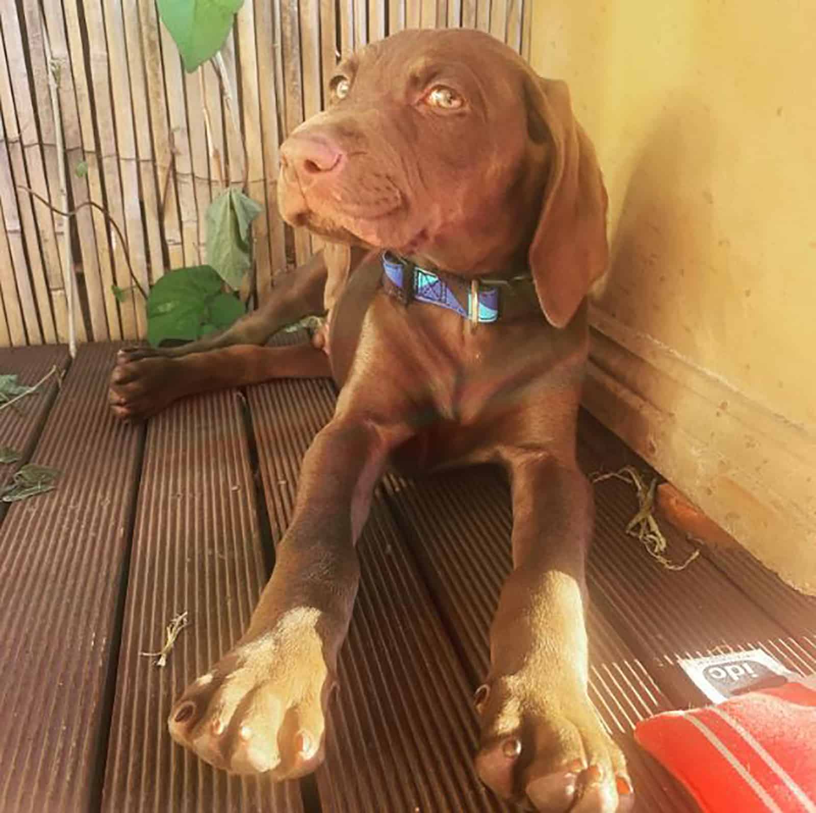 vizmaraner puppy lying on the terrace