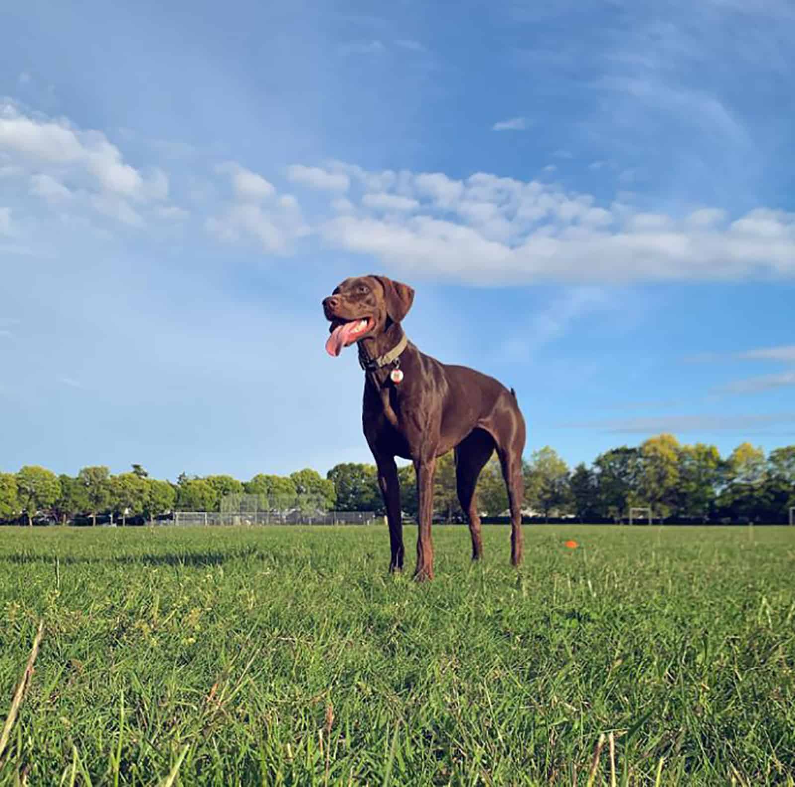 vizmaraner