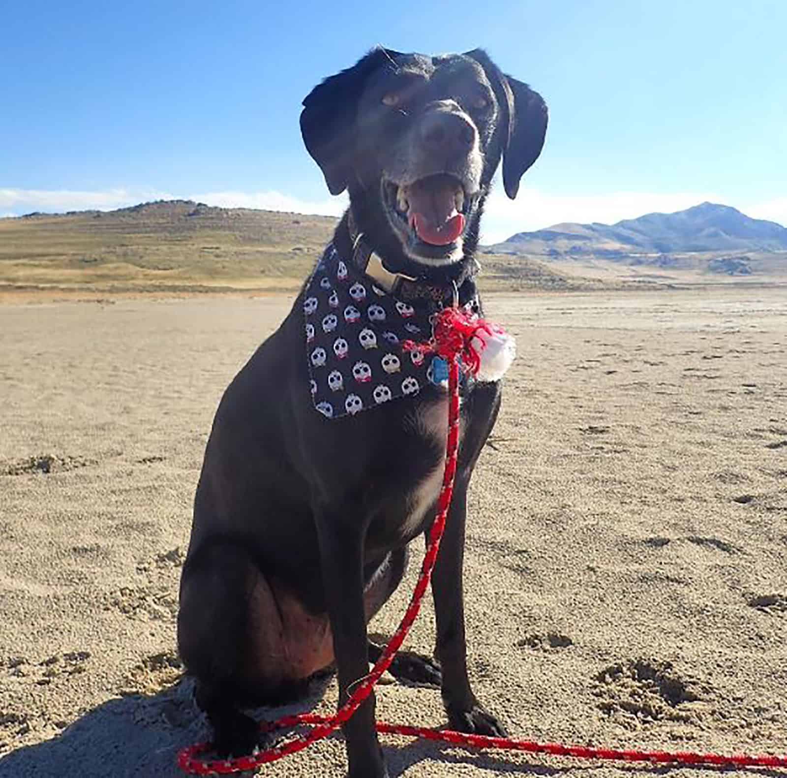 vizsla border collie mix