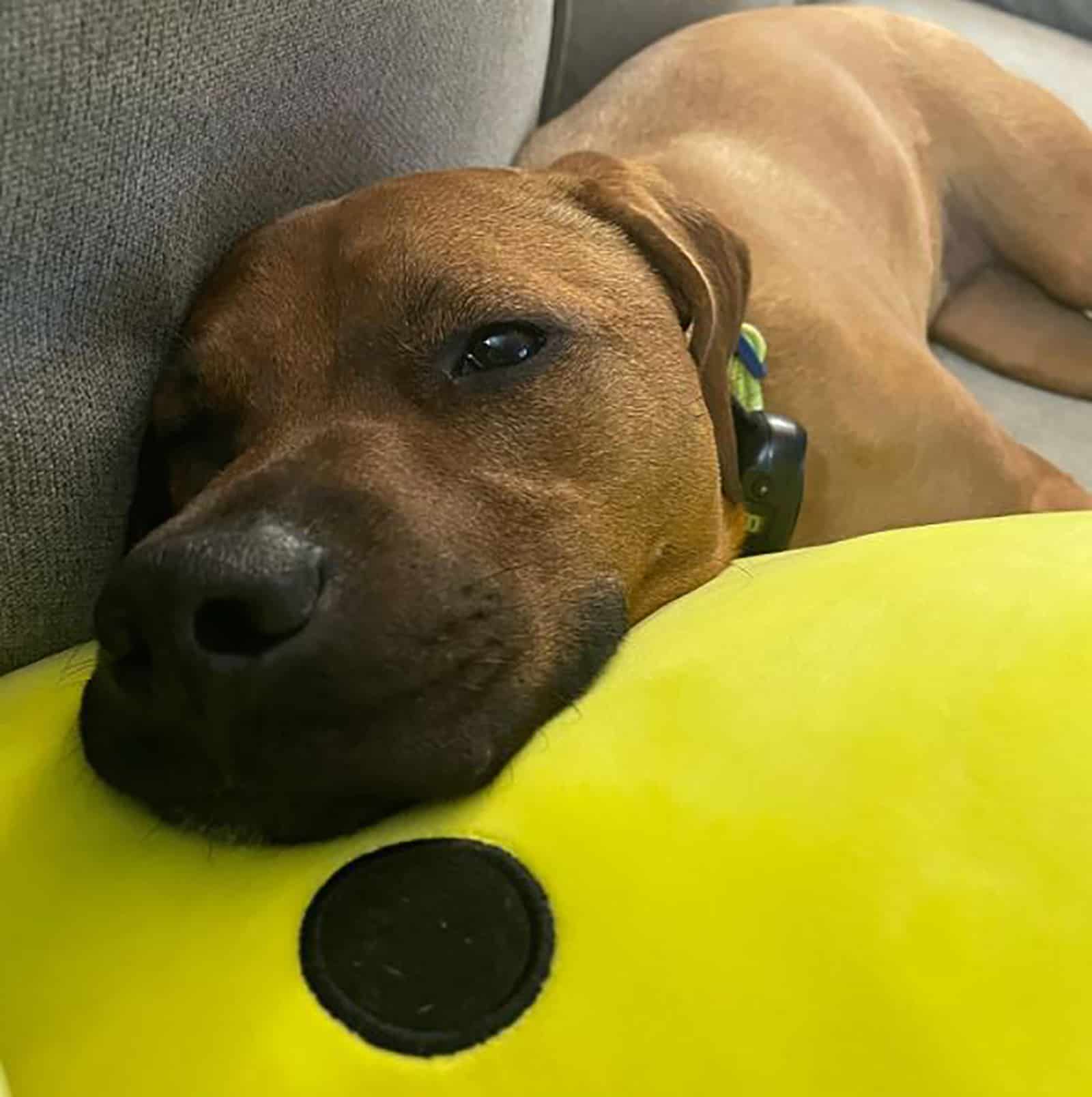 vizsla boxer mix