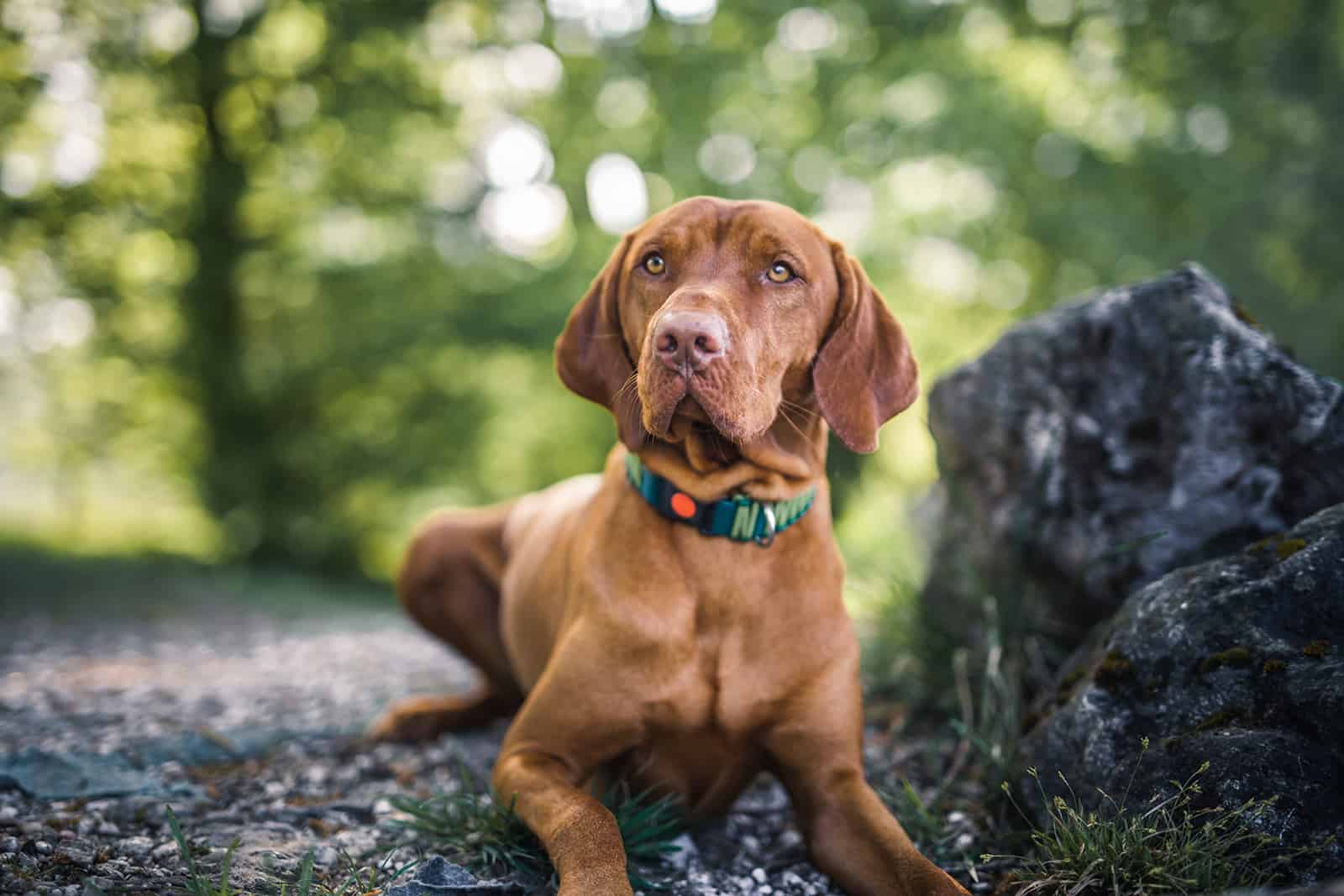 vizsla dog lying next to moss in a forest