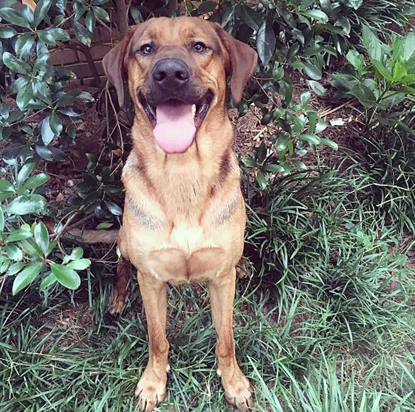 vizsla german shepherd mix