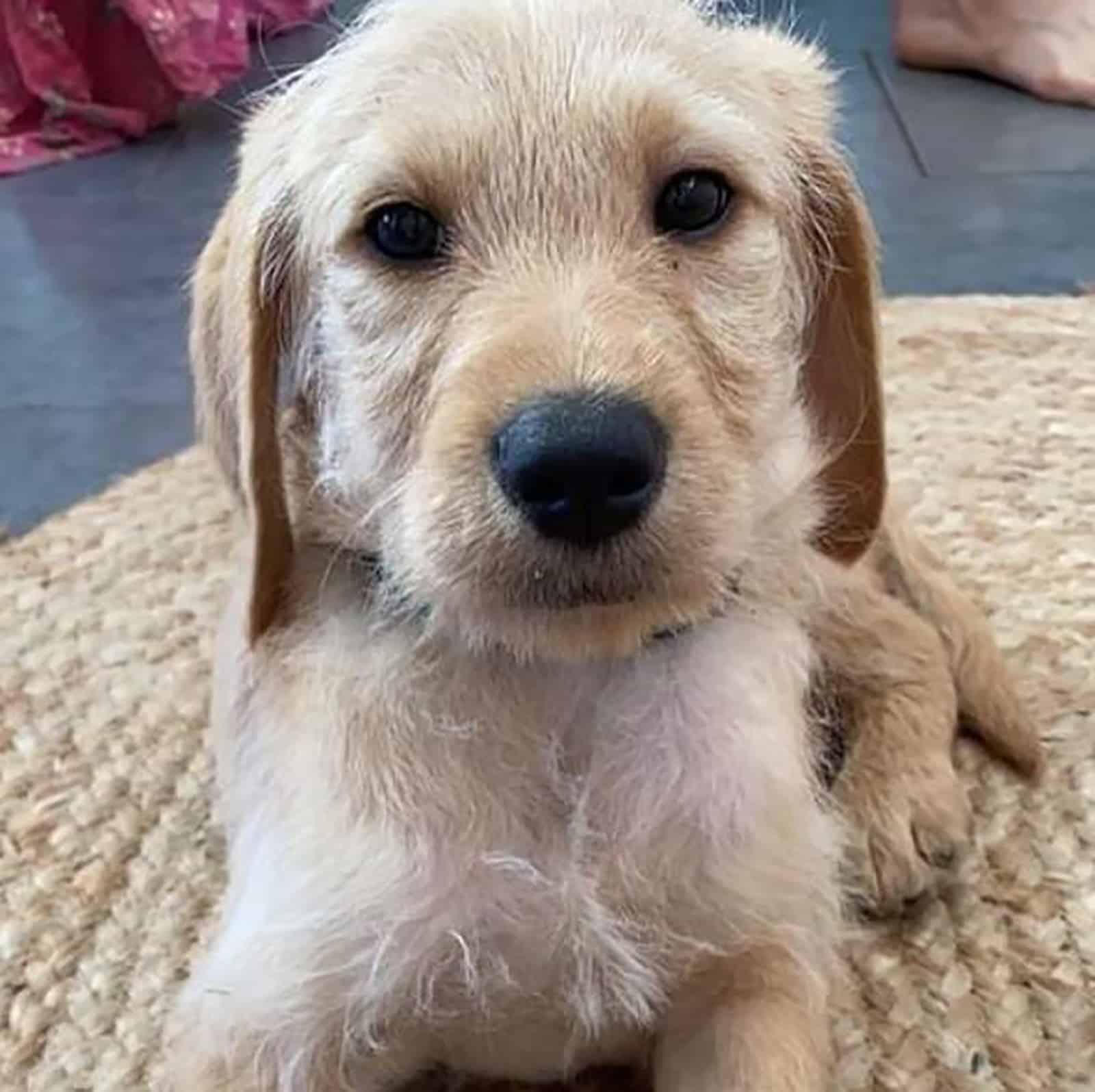 vizslapoo