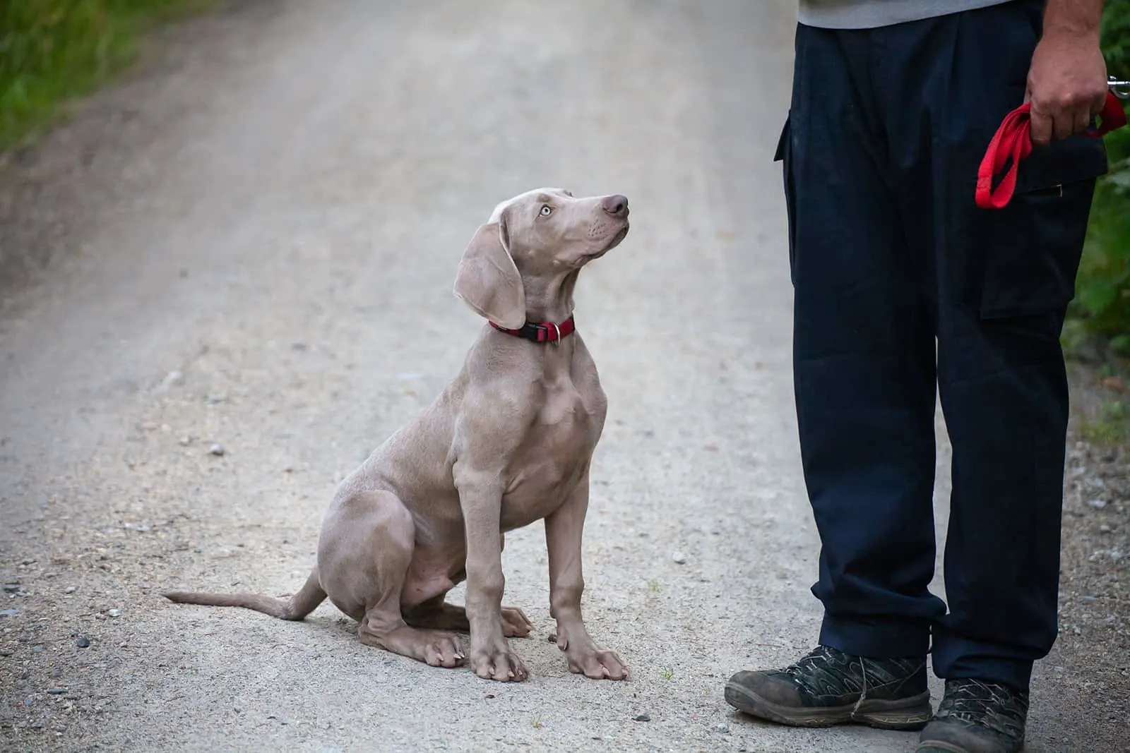 weimaraner dog and his breeder standing on the road